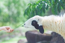 Sheep Eating Food From Hands. Stock Photography