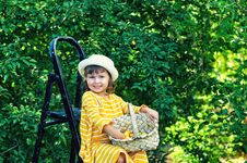 A Pretty Girl With A Basket In Her Hands Is Harvesting Berries Stock Photography A Pretty Girl With A Basket In Her Hands Is Harvesting Berries Stock Photography