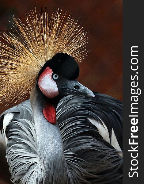 East African Gray-Crowned Crane close up with dark background. East African Gray-Crowned Crane close up with dark background
