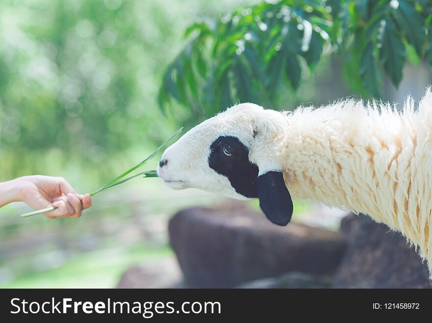 Sheep Eating Food From Hands.