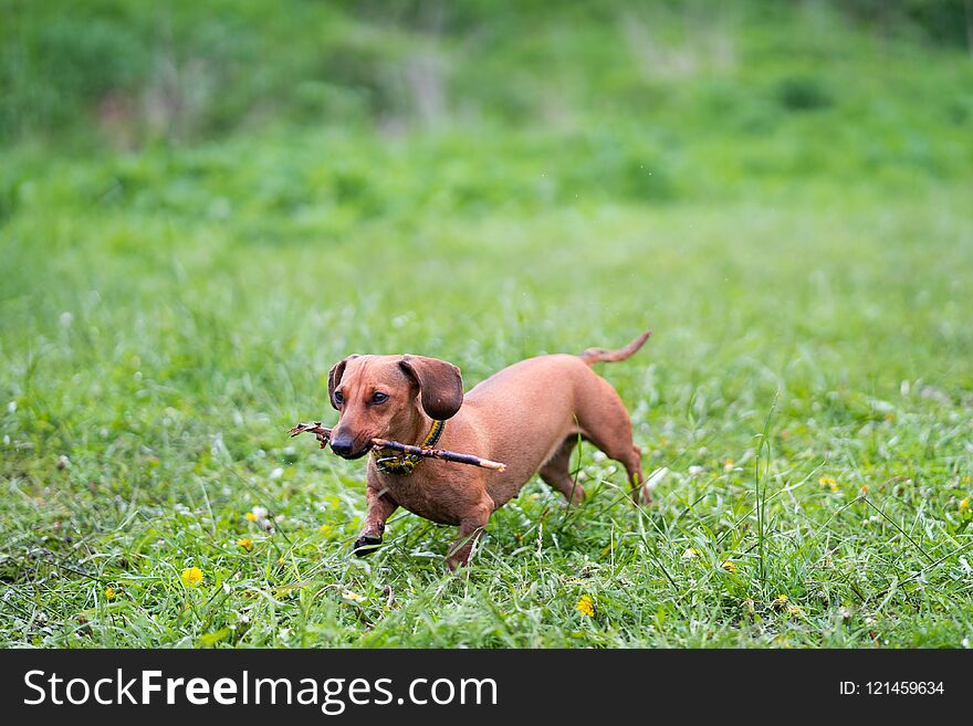 Dachshund runs along the green grass