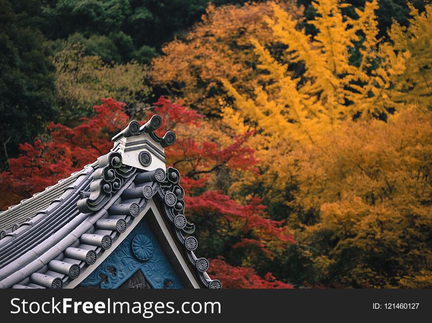 Colorful leaves autumn tourism travel season landscape scenery in Osaka and Kyoto Japan Asia