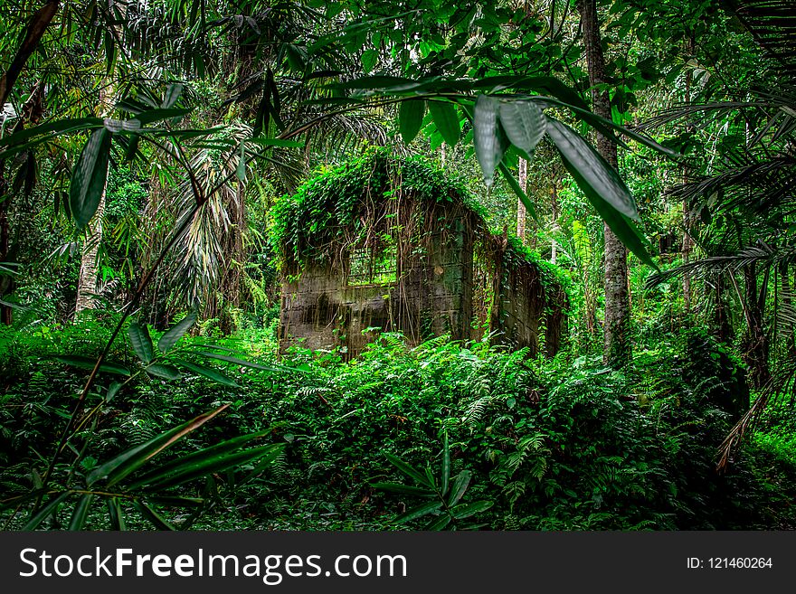 A house in Tropical forest in Indonesia. A house in Tropical forest in Indonesia