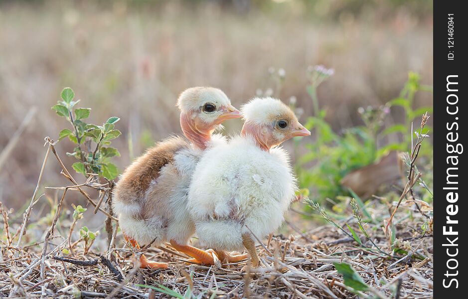 Chicks with nature in the evening.