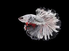 Fighting Fish, Beautiful Fish, Beautiful Color Fighting Fish Siam, Black Background Stock Photos Fighting Fish, Beautiful Fish, Beautiful Color Fighting Fish Siam, Black Background Stock Photos