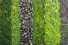 Vertical Garden Background. Royalty Free Stock Image