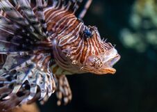Lion Fish Closed Up Shot On Face Royalty Free Stock Image