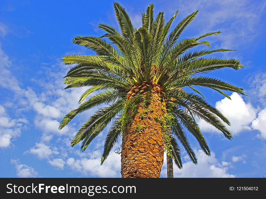 Tree palm against the radiant blue sky with white clouds. On a thick stem like a fan spread palm branches. Tree palm against the radiant blue sky with white clouds. On a thick stem like a fan spread palm branches