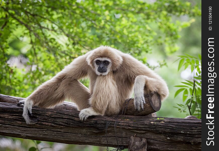 White Cheeked Gibbon or Lar Gibbon.White-cheeked gibbonNomascus leucogenys stair at us in nature.