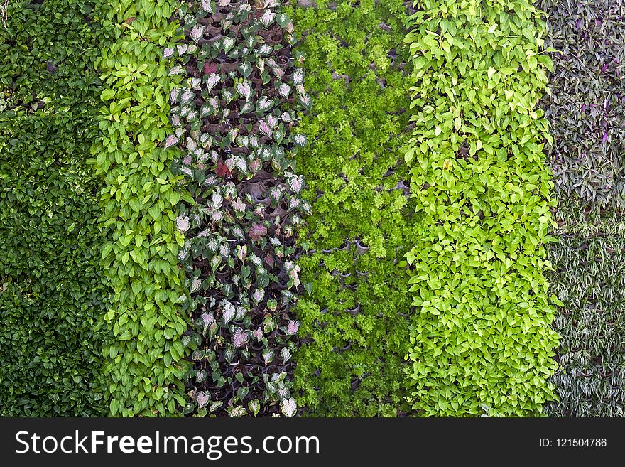 Vertical garden background.flower wall vertical gardenBeautiful nature background of vertical garden. .