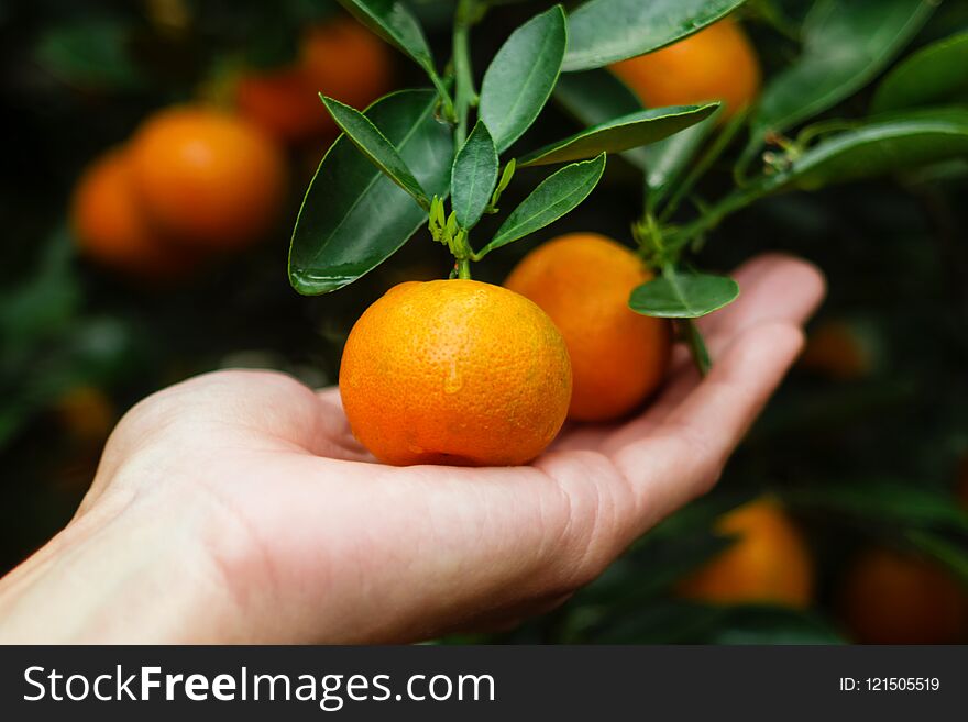 Hand of woman is holding tangerines from a tree.