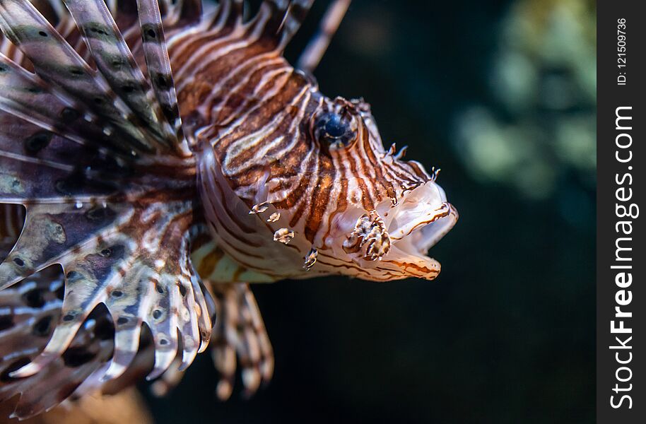 Lion fish closed up shot on face