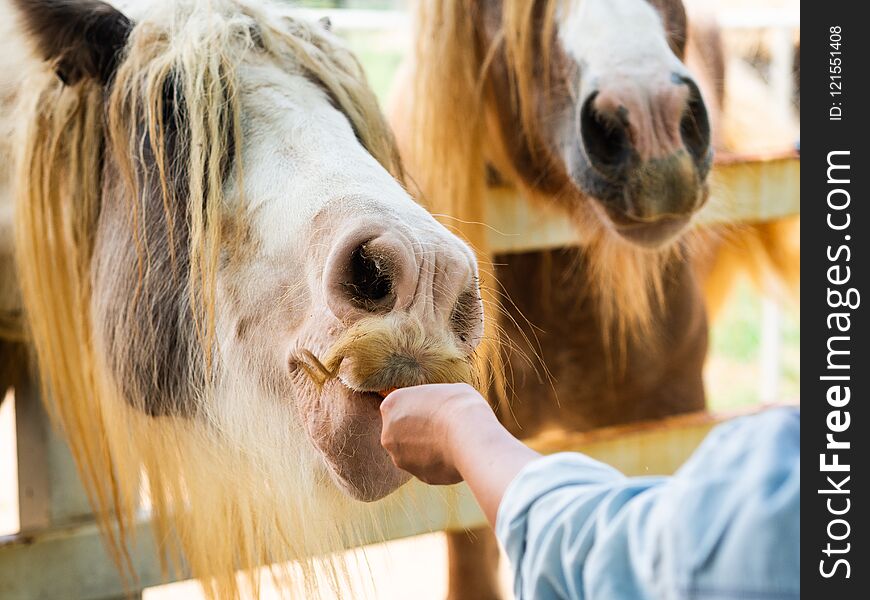 Hand feeding a horse with carrot.Horse farm. Feeding Pet Concept. Hand feeding a horse with carrot.Horse farm. Feeding Pet Concept.