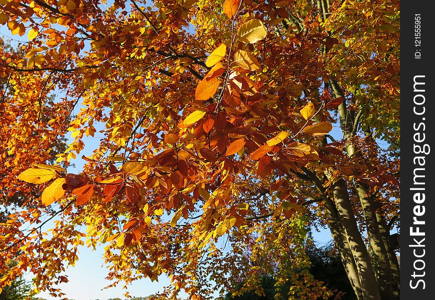 Tree, Autumn, Leaf, Deciduous
