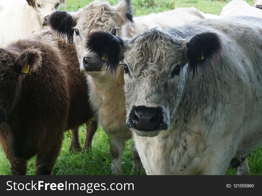 Cattle Like Mammal, Fauna, Grass, Pasture