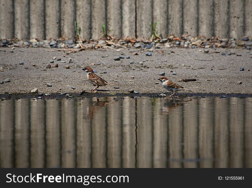 Bird, Fauna, Wildlife, Water