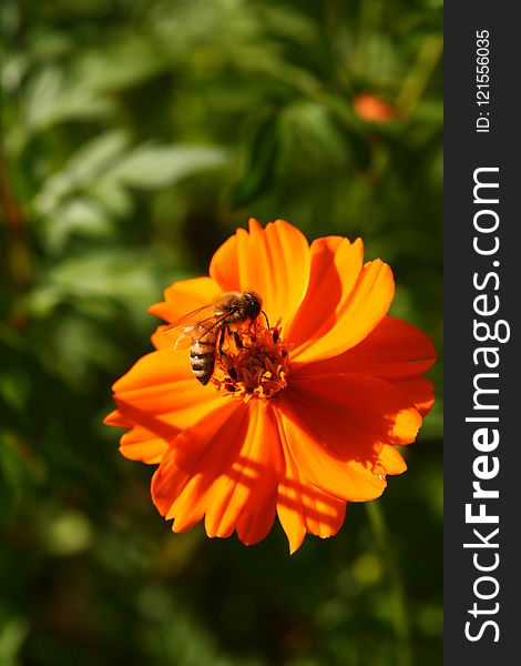 Flower, Nectar, Yellow, Honey Bee