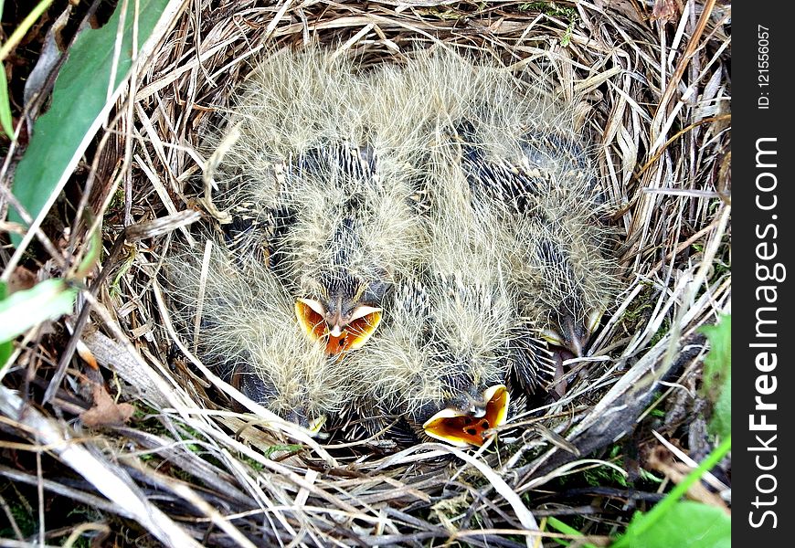 Fauna, Beak, Bird, Nest