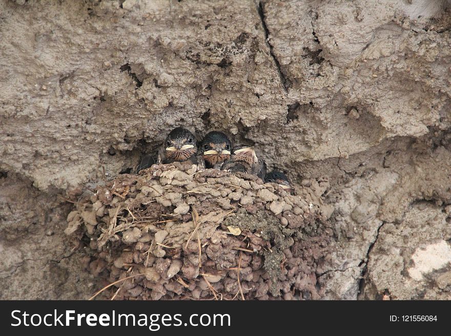 Fauna, Soil, Geology, Rock