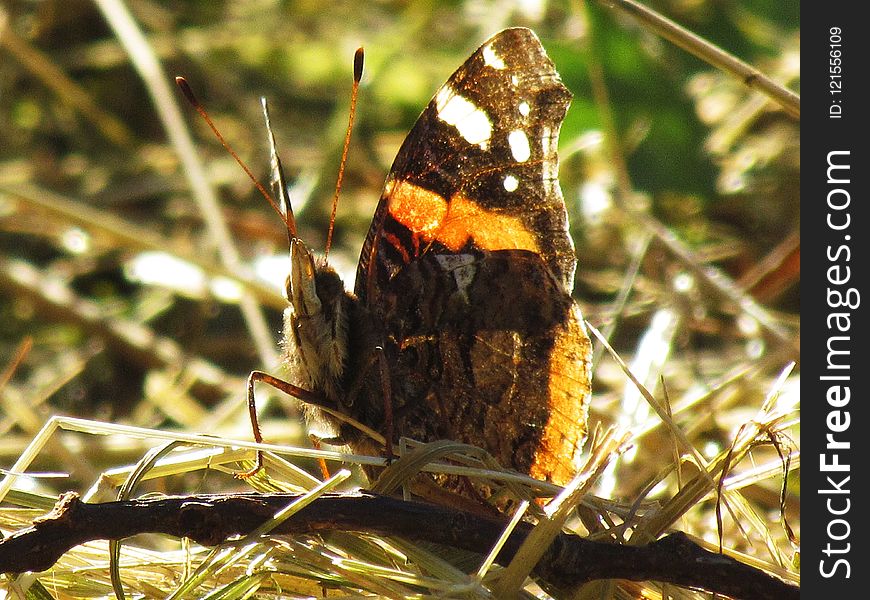 Butterfly, Moths And Butterflies, Insect, Invertebrate