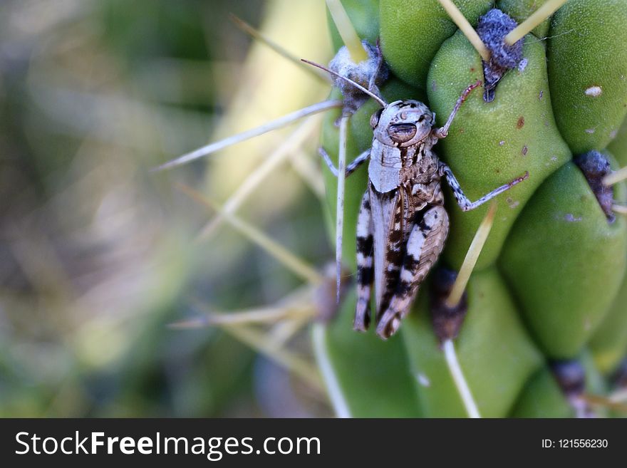 Flora, Insect, Plant, Macro Photography