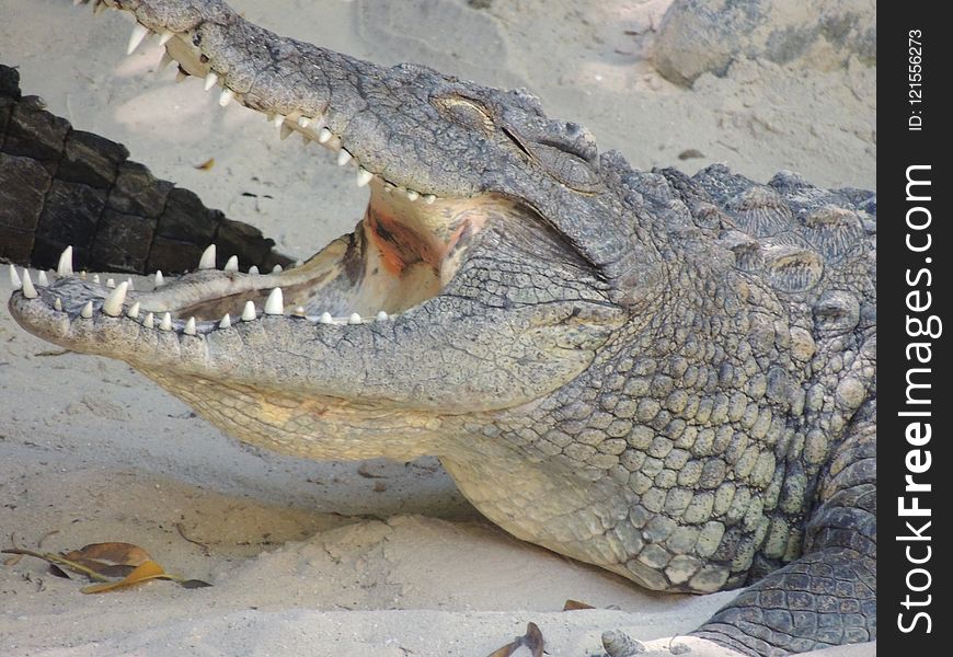 Crocodilia, Crocodile, Nile Crocodile, Reptile