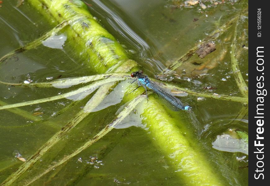 Water, Insect, Leaf, Dragonflies And Damseflies
