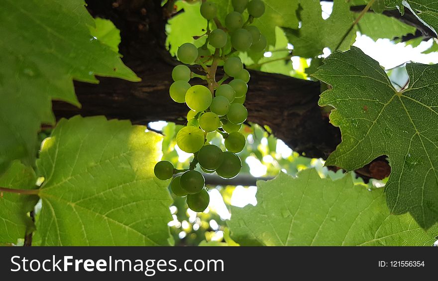 Grapevine Family, Leaf, Grape, Grape Leaves
