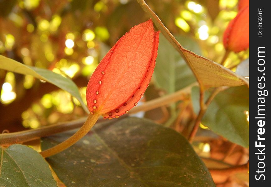 Leaf, Flora, Autumn, Plant