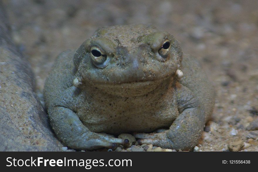 Toad, Terrestrial Animal, Amphibian, Ranidae