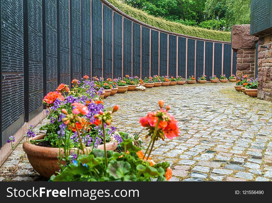 Flower, Garden, Plant, Yard