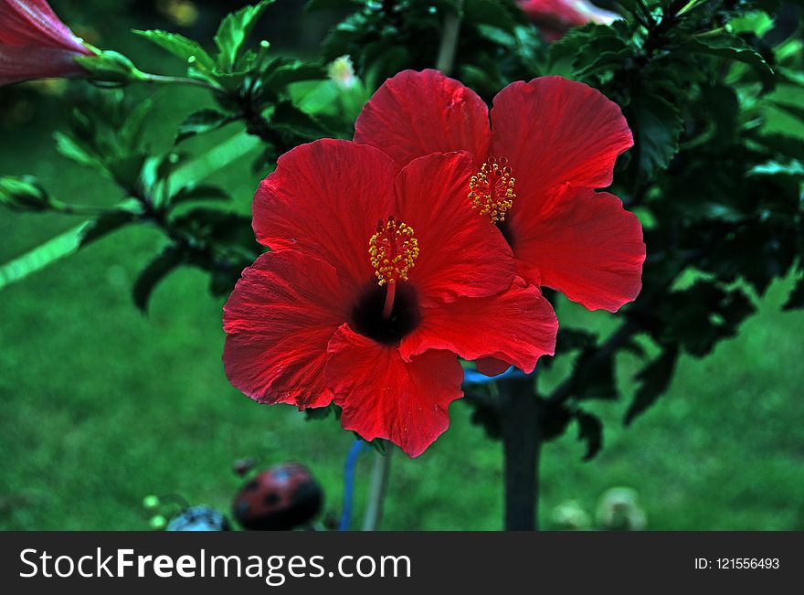 Flower, Flowering Plant, Plant, Hibiscus