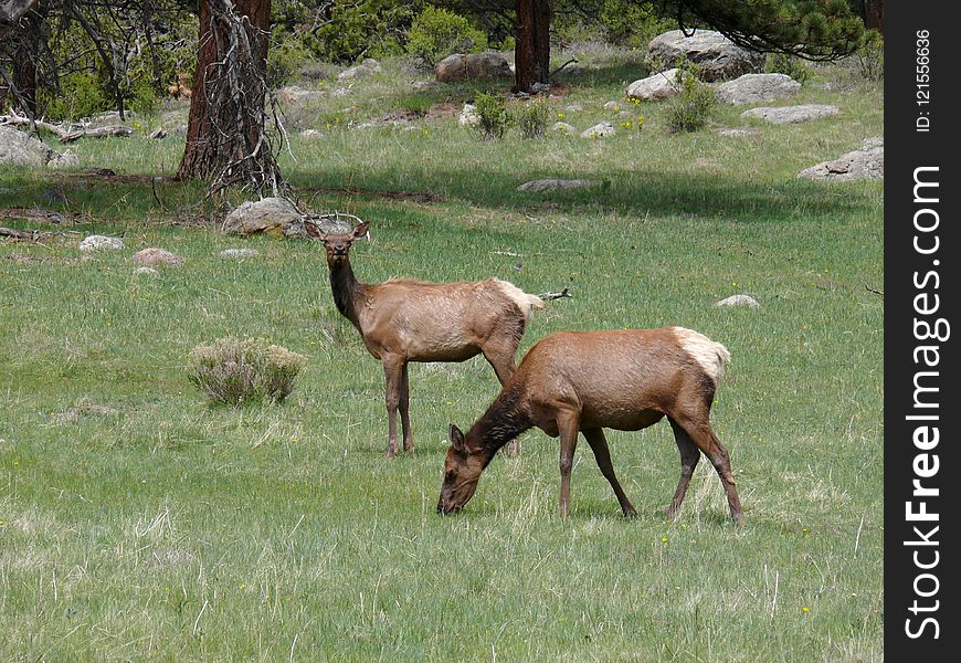 Wildlife, Deer, Fauna, Elk