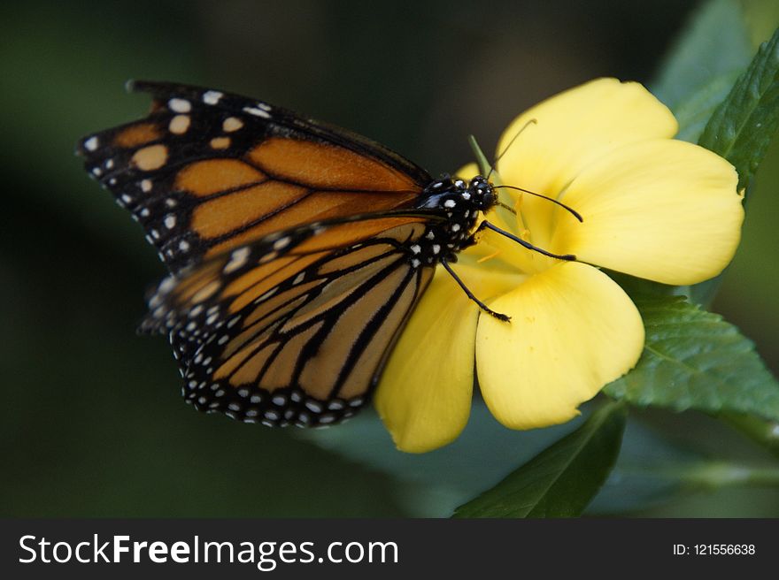 Butterfly, Insect, Moths And Butterflies, Monarch Butterfly