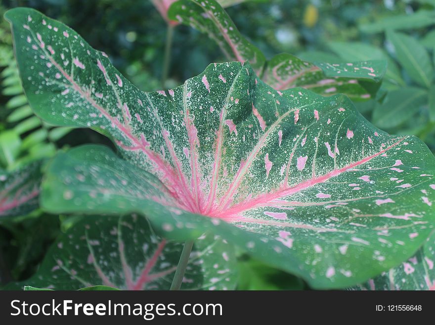 Leaf, Vegetation, Plant, Flora