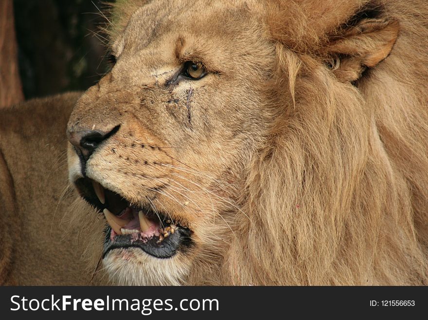 Wildlife, Lion, Mammal, Masai Lion