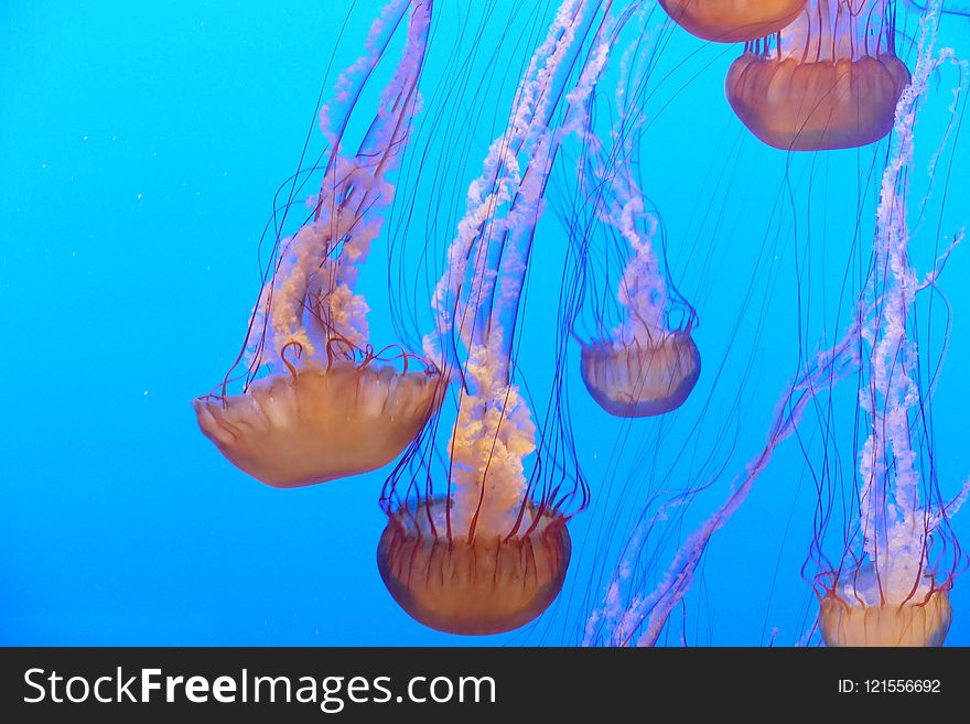 Jellyfish, Cnidaria, Marine Invertebrates, Marine Biology
