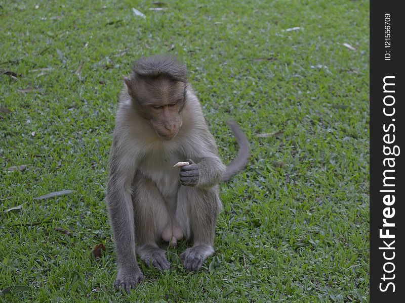 Macaque, Fauna, Primate, Wildlife
