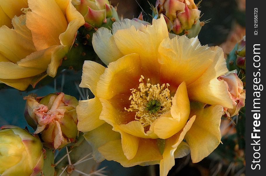 Flowering Plant, Yellow, Plant, Prickly Pear