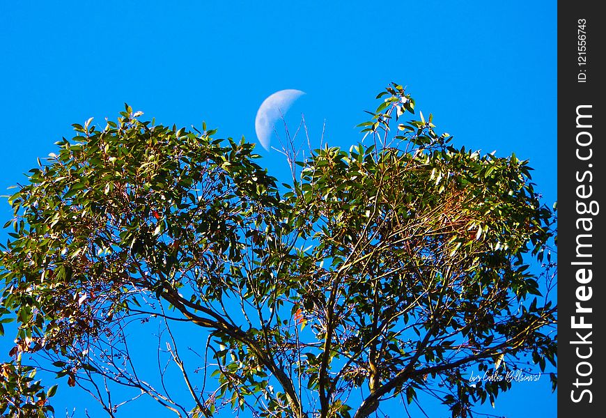 Sky, Tree, Branch, Leaf