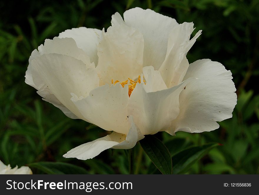 Flower, White, Plant, Wildflower