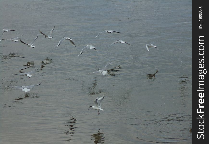 Flock, Bird, Seabird, Gull