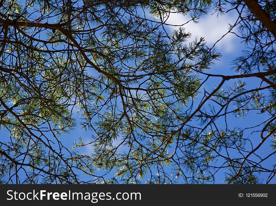 Branch, Sky, Tree, Leaf