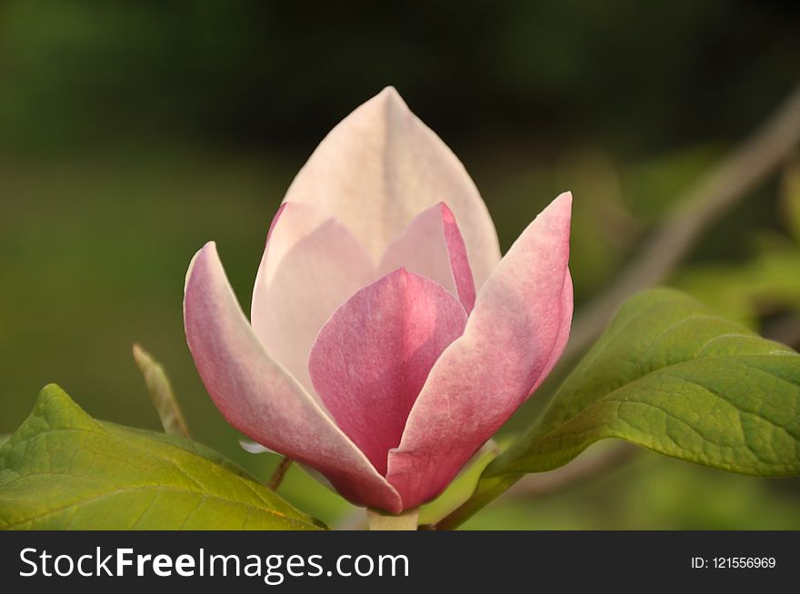 Flower, Plant, Flora, Close Up