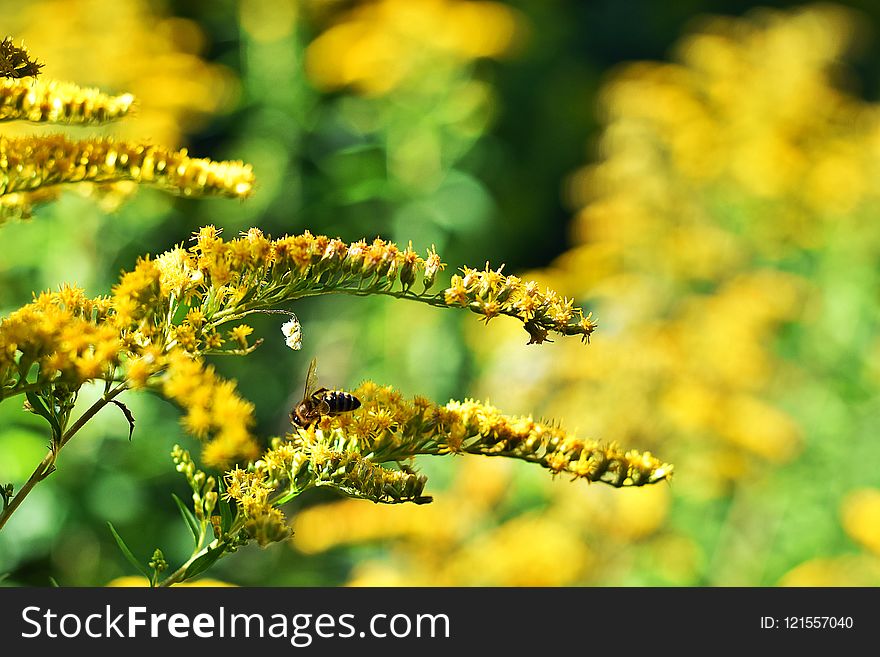 Membrane Winged Insect, Close Up, Honey Bee, Pollen