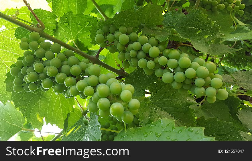 Grape, Grapevine Family, Seedless Fruit, Fruit