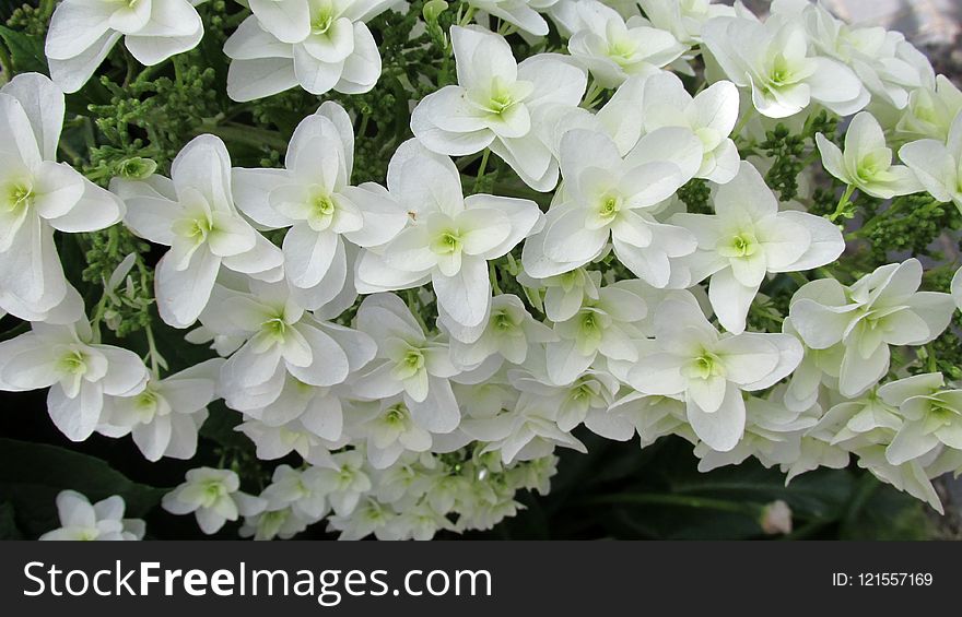 Flower, Plant, Hydrangea, Flowering Plant