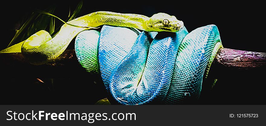 Blue Green Snake