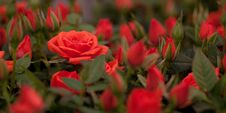 Red Roses With Buds Royalty Free Stock Images