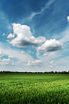 Green Wheat Field Against The Blue Sky Stock Images Green Wheat Field Against The Blue Sky Stock Images